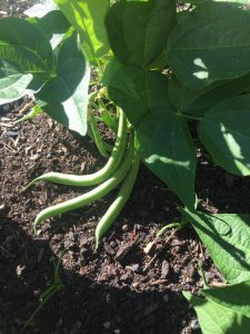 green-beans-mature